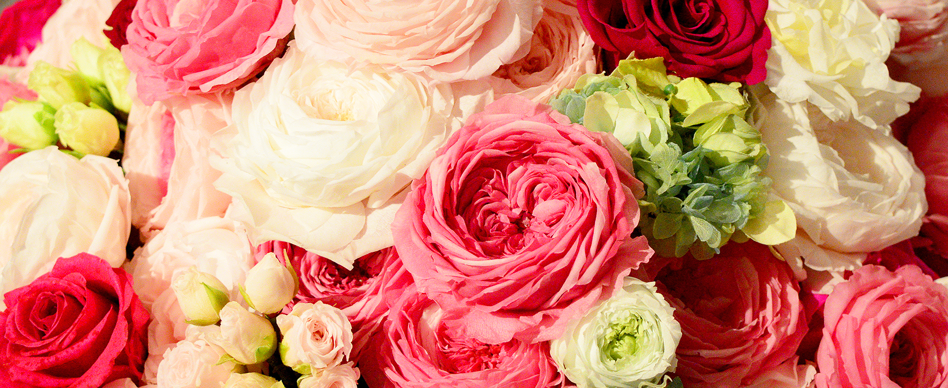 花と緑の部屋　たかはしダリア