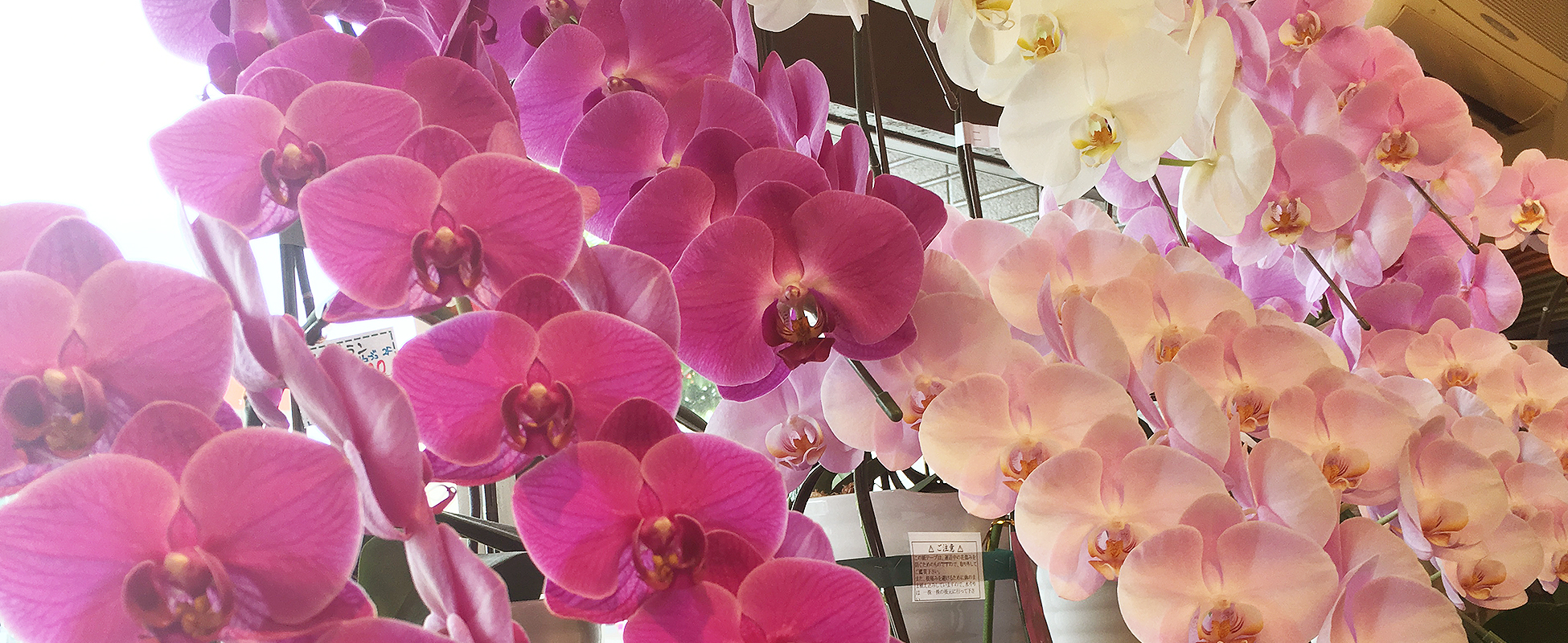 花束、アレンジメント、供花、仏花などの生花商品