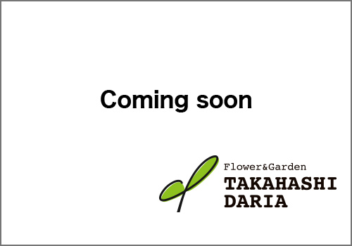各新聞や雑誌などの記事