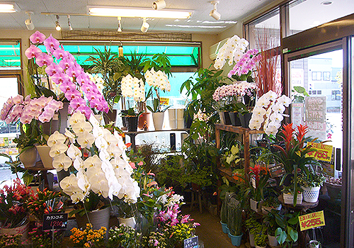 フラワー ＆ ガーデン たかはしダリア 栗山本店