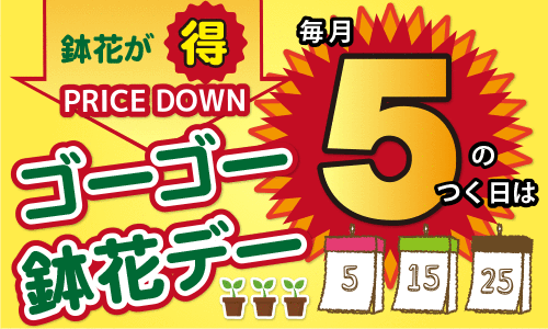 鉢花デー
