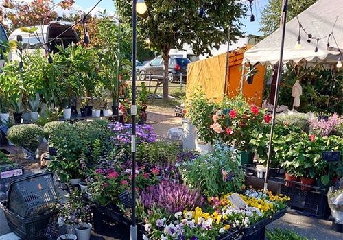 栗山秋まつり2025 ＆ たかはしダリア抽選券セール情報！！