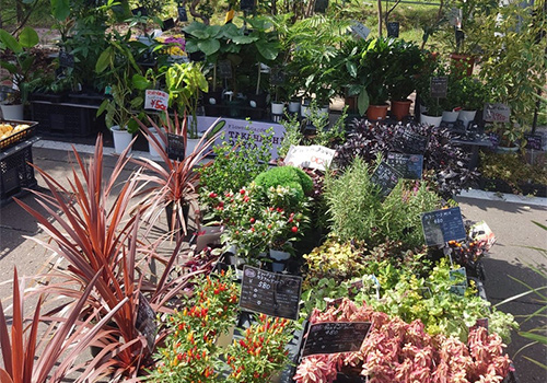 TAKAHASHI DARIA 観葉植物フェア＆屋外植物セール開催！10月3～13日