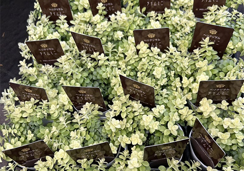 Flower&Garden TAKAHASHI DARIA　入荷情報！2026/2/11